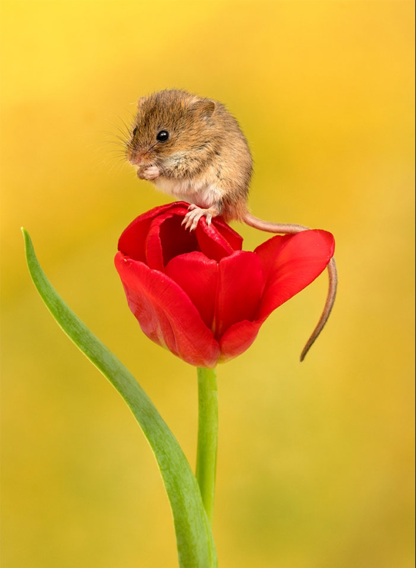 Un fotógrafo tomó una foto de ratones bebé escondidos en tulipanes, y no podemos dejar de mirarlos