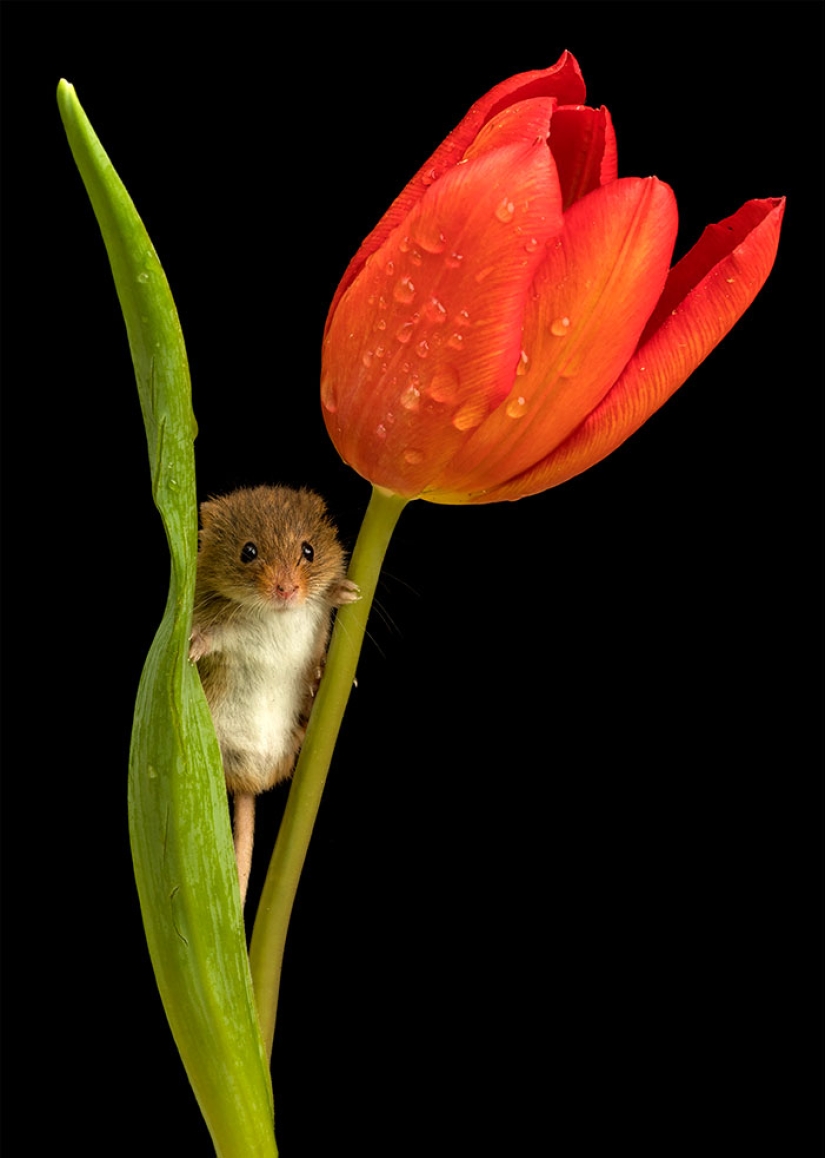 Un fotógrafo tomó una foto de ratones bebé escondidos en tulipanes, y no podemos dejar de mirarlos