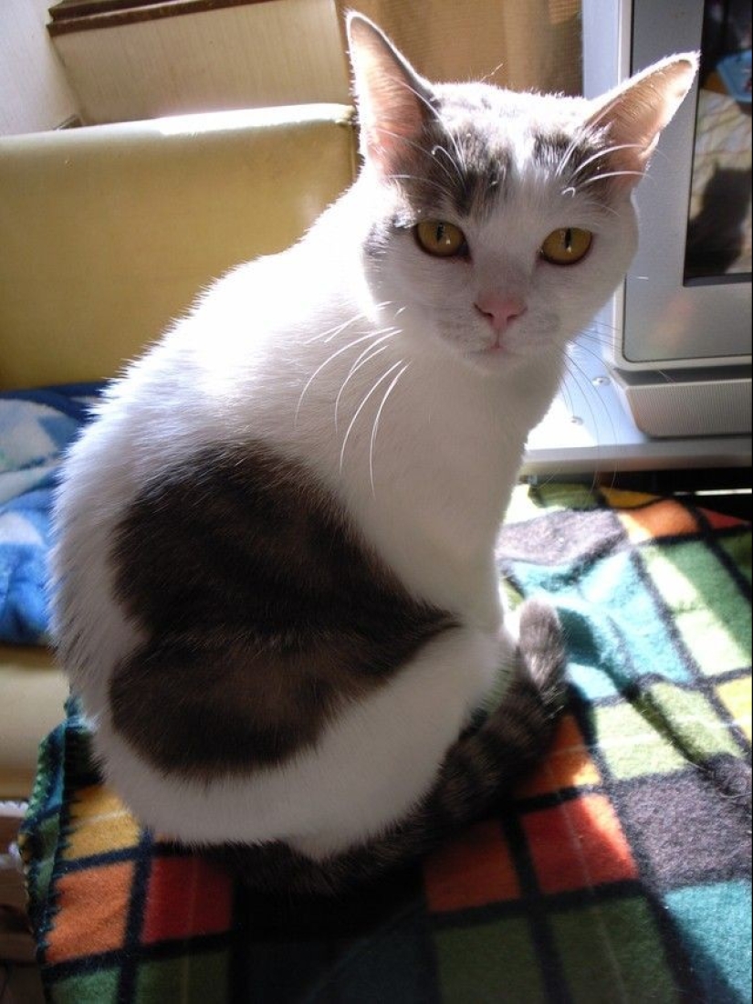 Un gato con un gato: la creatividad de la naturaleza en ronroneos