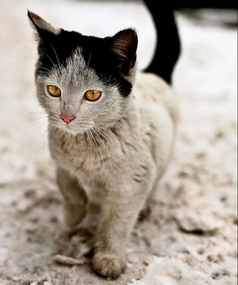 Un gato con un gato: la creatividad de la naturaleza en ronroneos