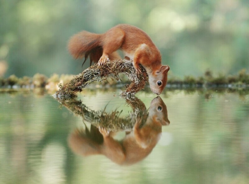 Un milagro de la naturaleza: increíbles fotos de animales salvajes en los bosques de Austria