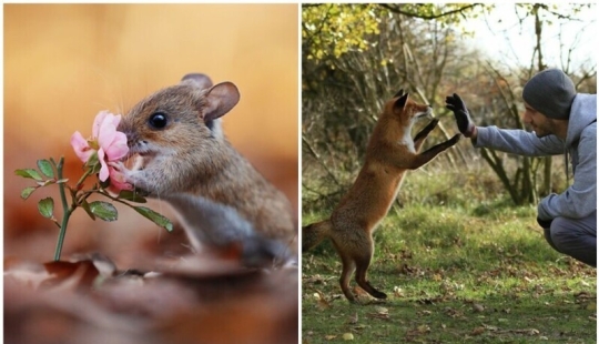 Un milagro de la naturaleza: increíbles fotos de animales salvajes en los bosques de Austria