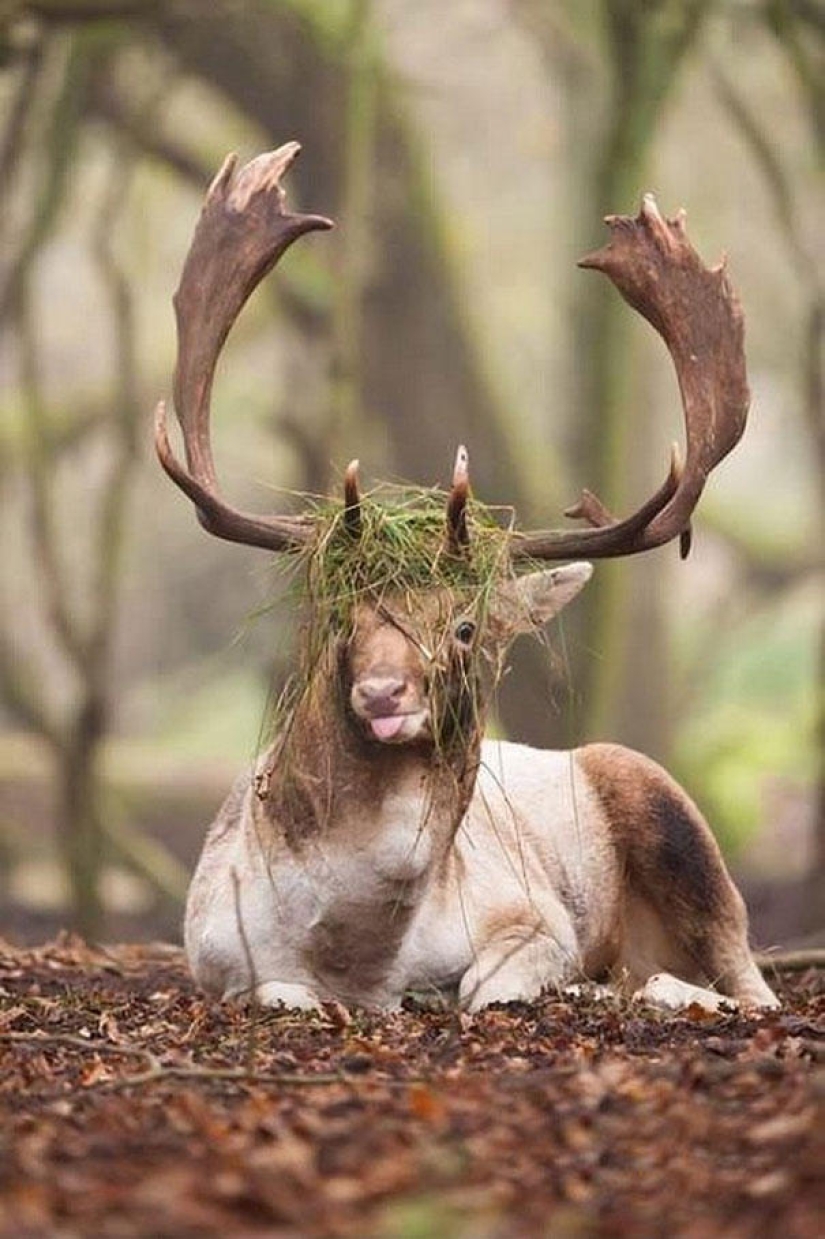 Un momento incómodo de no fotogenicidad para los animales