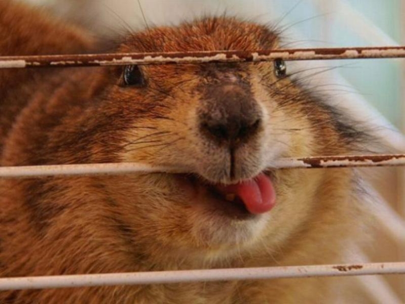 Un momento incómodo de no fotogenicidad para los animales