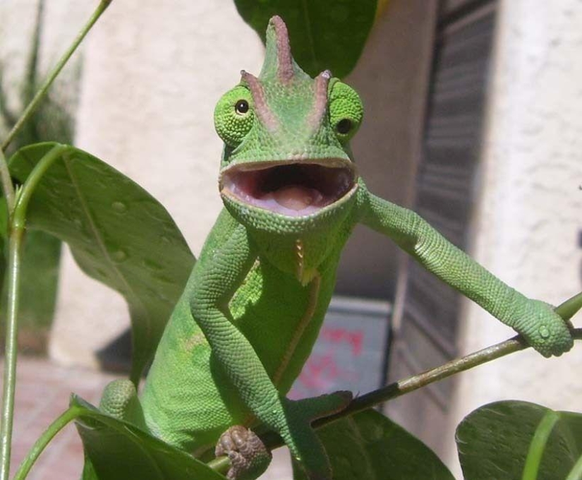 Un momento incómodo de no fotogenicidad para los animales