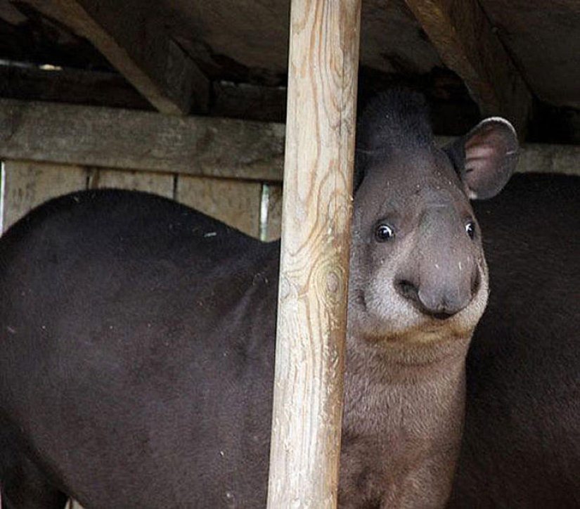 Un momento incómodo de no fotogenicidad para los animales