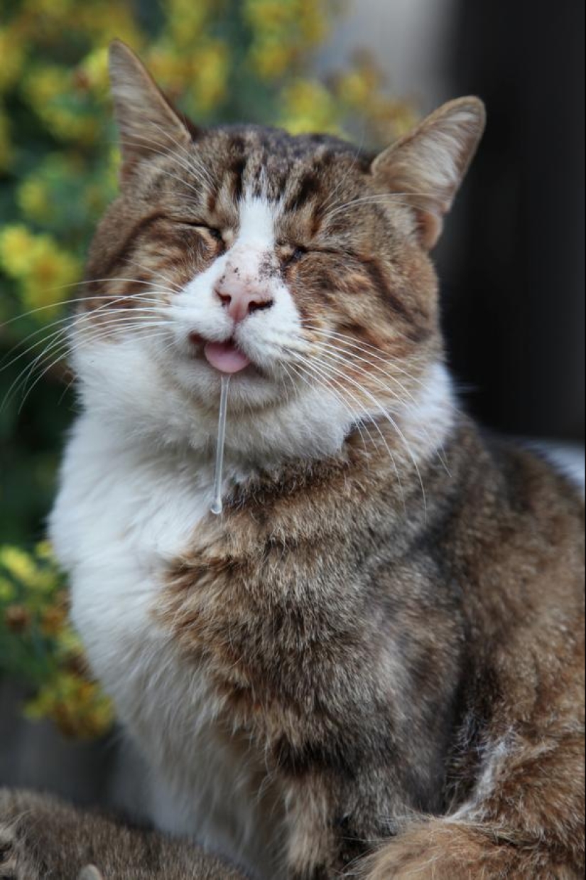 Un momento incómodo de no fotogenicidad para los animales