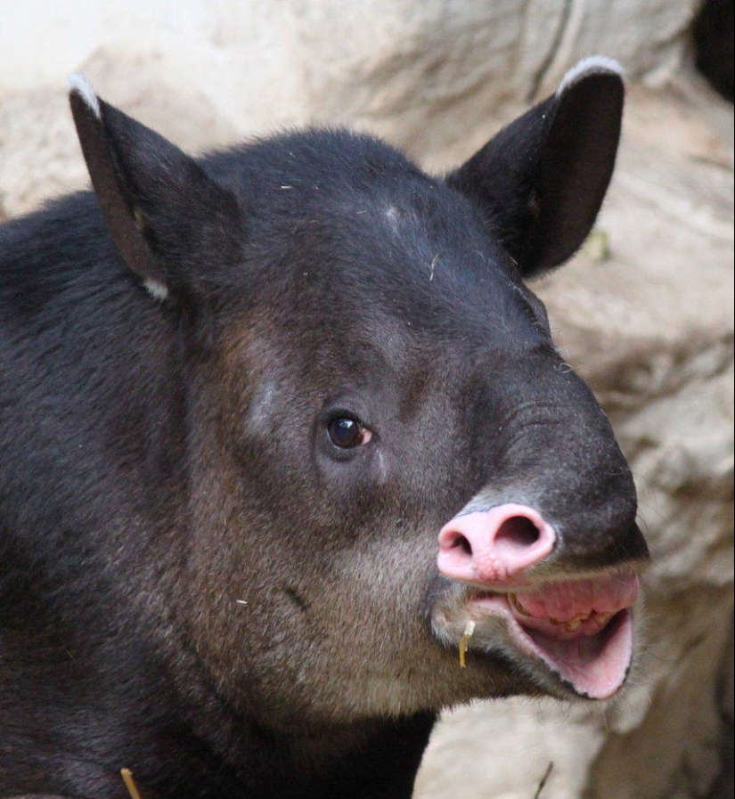 Un momento incómodo de no fotogenicidad para los animales