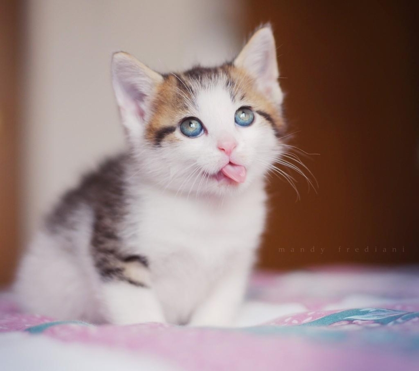 Un momento incómodo de no fotogenicidad para los animales