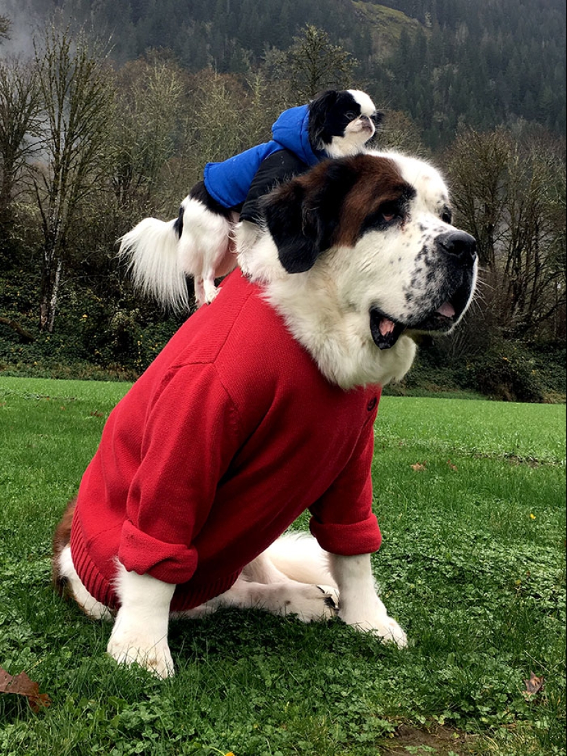 Un perro es un medio de transporte para un perro.