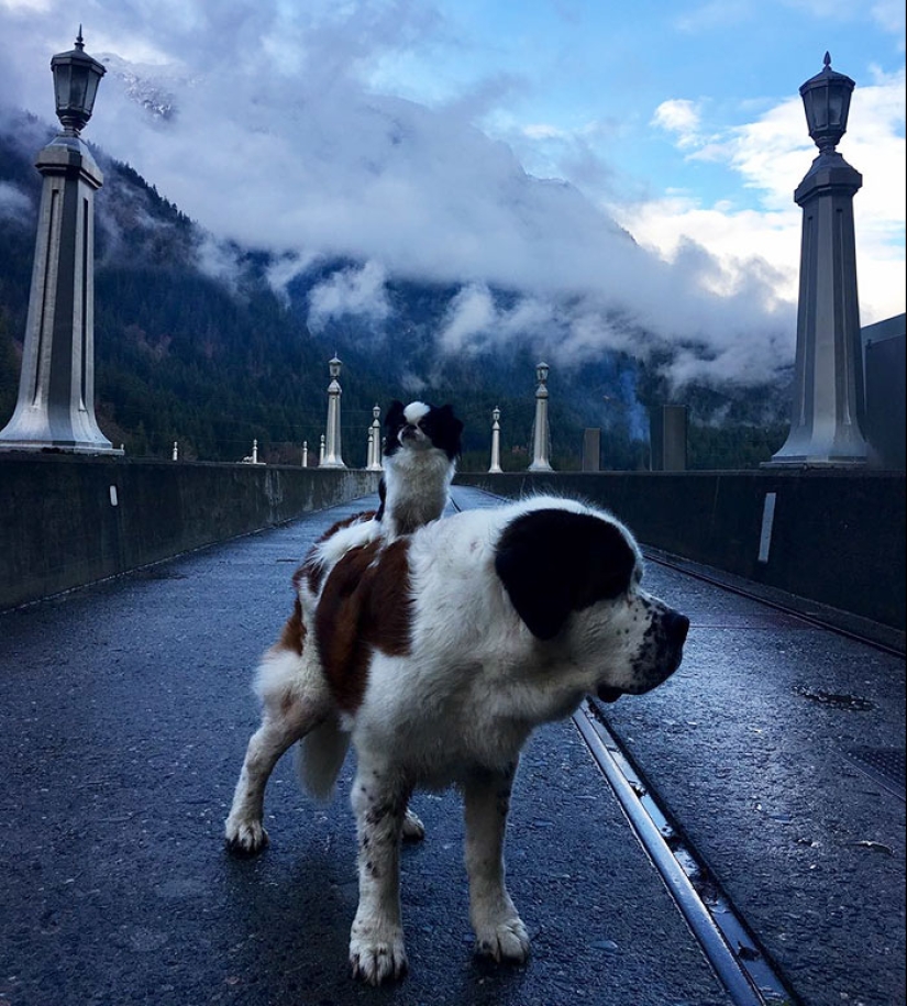 Un perro es un medio de transporte para un perro.