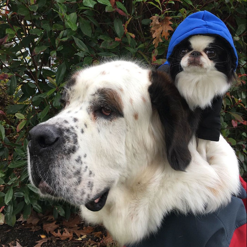 Un perro es un medio de transporte para un perro.