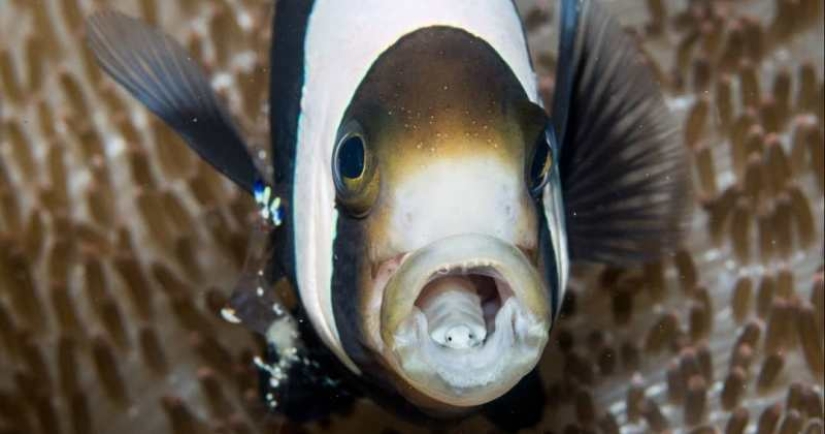 Un pescador de Sudáfrica se encontró con un parásito aterrador que se convirtió en parte de un pez vivo