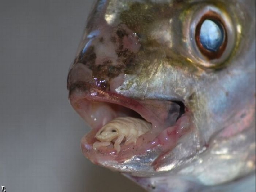 Un pescador de Sudáfrica se encontró con un parásito aterrador que se convirtió en parte de un pez vivo