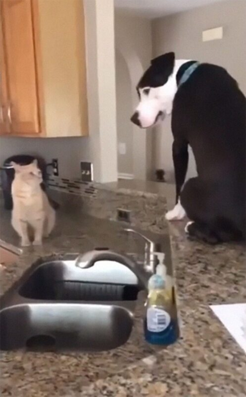 Un pit bull vive entre gatos, y se considera uno de ellos