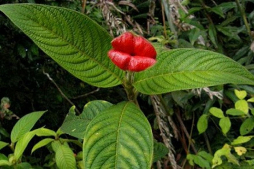 Una broma de la naturaleza — una increíble flor de "Labios de puta"