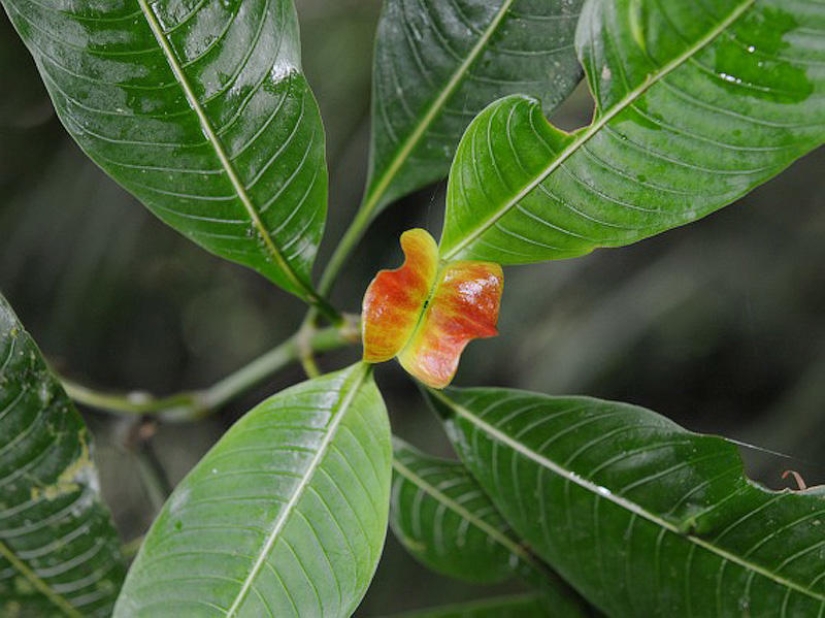 Una broma de la naturaleza — una increíble flor de "Labios de puta"