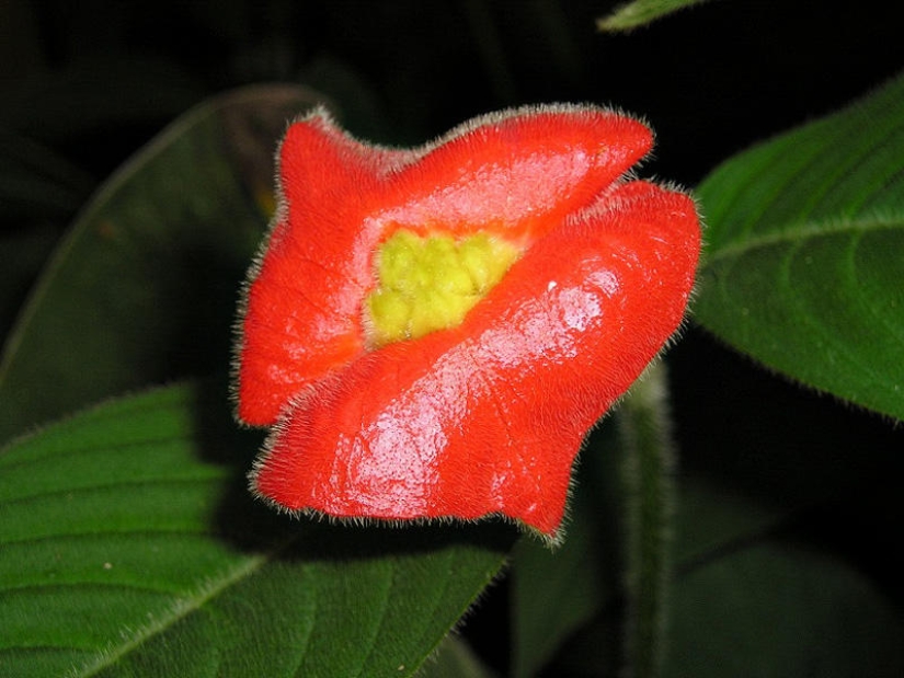 Una broma de la naturaleza — una increíble flor de "Labios de puta"