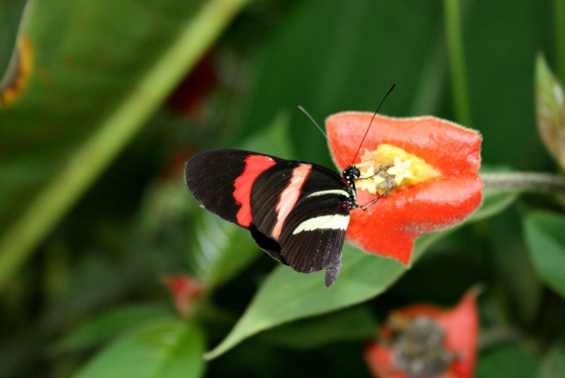 Una broma de la naturaleza — una increíble flor de "Labios de puta"