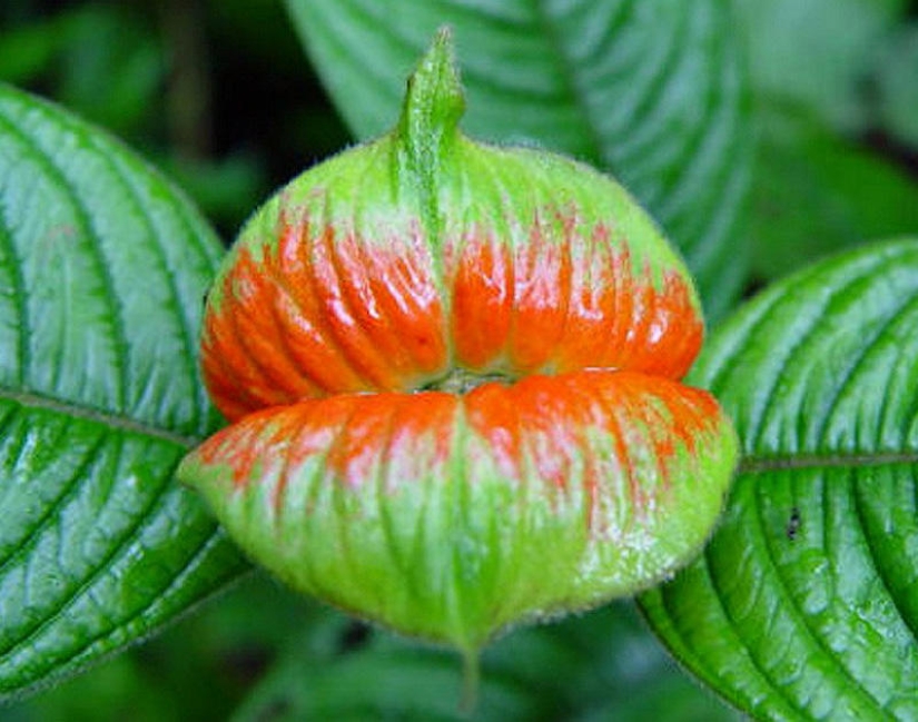 Una broma de la naturaleza — una increíble flor de "Labios de puta"