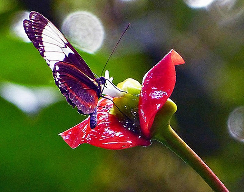 Una broma de la naturaleza — una increíble flor de "Labios de puta"