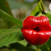 Una broma de la naturaleza — una increíble flor de "Labios de puta"