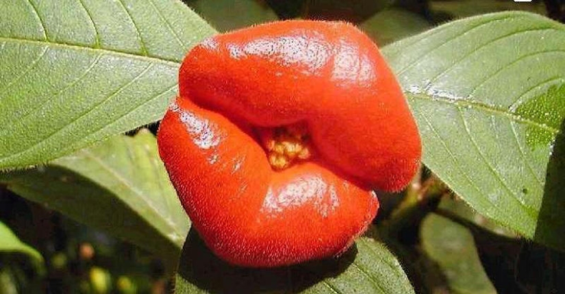 Una broma de la naturaleza — una increíble flor de "Labios de puta"