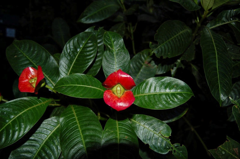 Una broma de la naturaleza — una increíble flor de "Labios de puta"