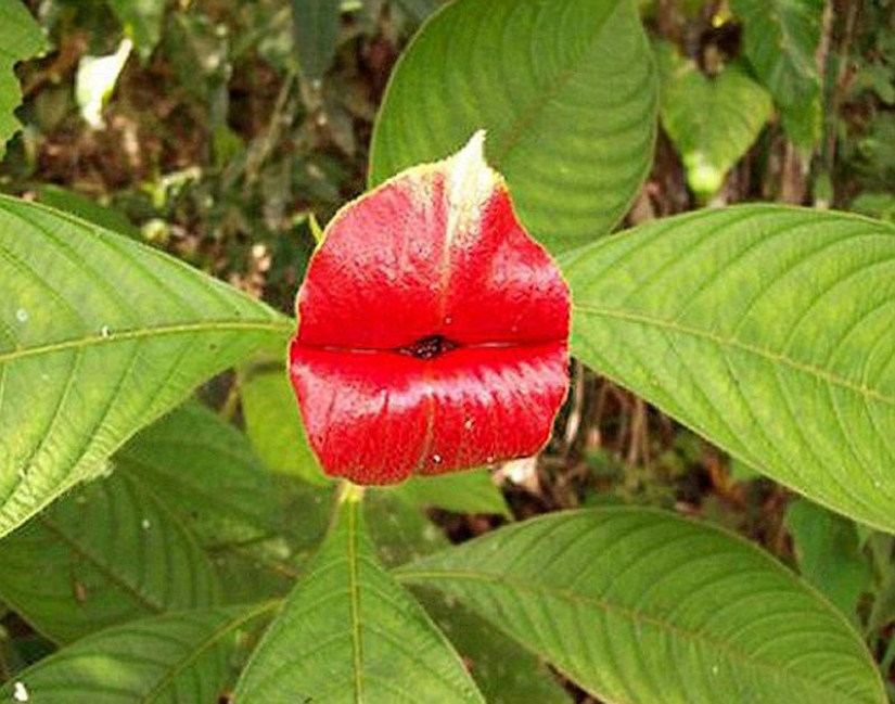 Una broma de la naturaleza — una increíble flor de "Labios de puta"