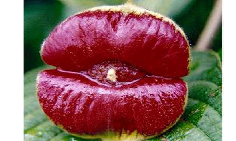 Una broma de la naturaleza — una increíble flor de "Labios de puta"