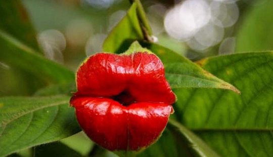 Una broma de la naturaleza — una increíble flor de "Labios de puta"