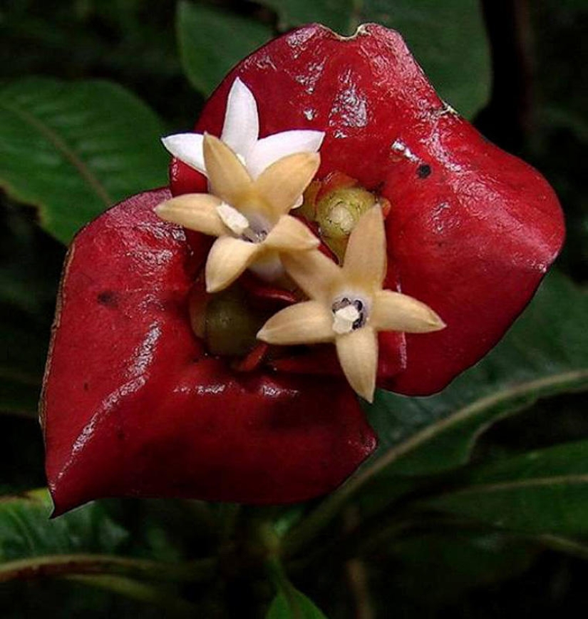 Una broma de la naturaleza — una increíble flor de "Labios de puta"