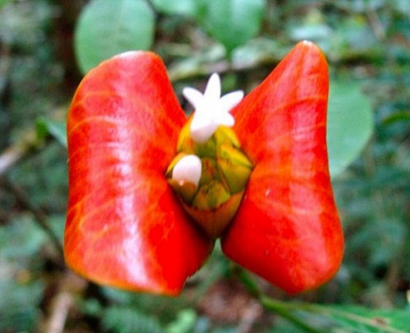 Una broma de la naturaleza — una increíble flor de "Labios de puta"