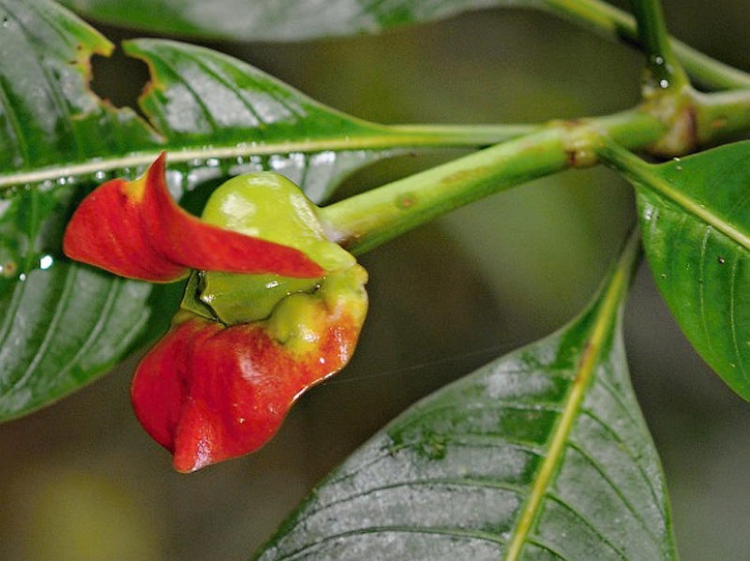 Una broma de la naturaleza — una increíble flor de "Labios de puta"