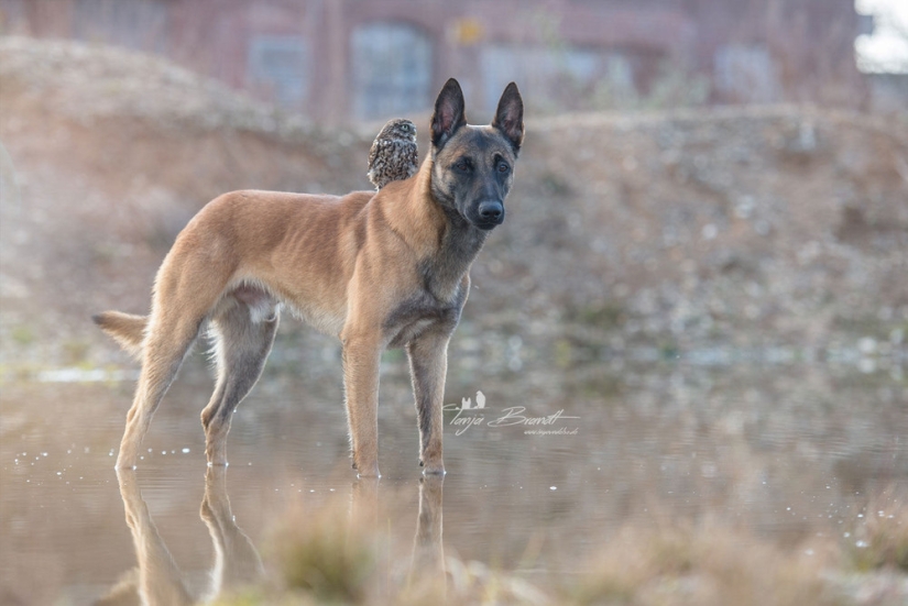 Una dulce amistad entre un perro y un búho