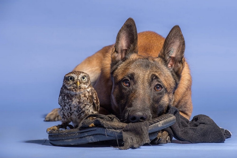 Una dulce amistad entre un perro y un búho