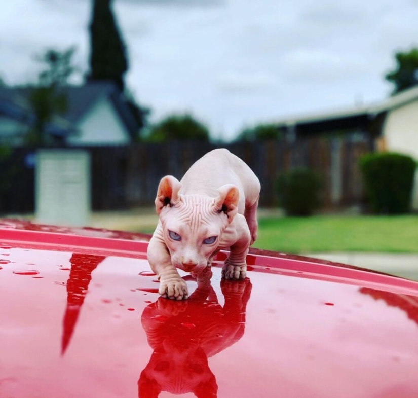 Una nueva raza de “gatos bulldog” provoca protestas de activistas por los derechos de los animales