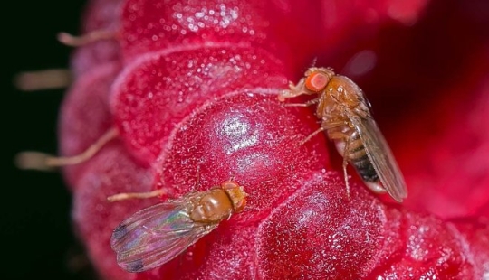 Una revelación que cambiará tu relación con la comida, o Cuando, en el apartamento de mosquitos vienen?