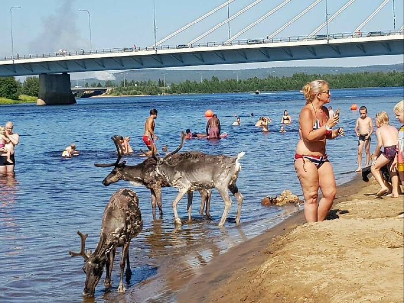 “Una vaca en el tejado”: ​​10 imágenes salvajes de la Madre Naturaleza haciendo las cosas a su manera