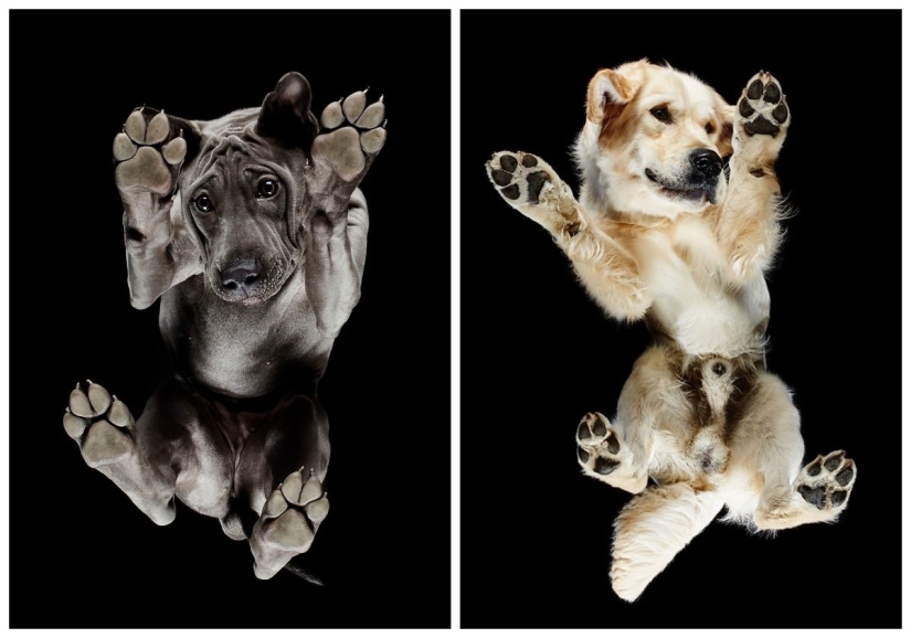 Underdog - a photo project by Andrius Burba showed dogs from an unusual side