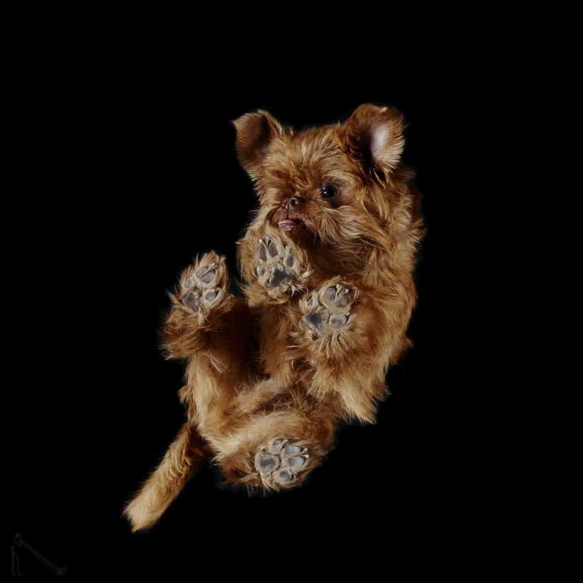 Underdog - a photo project by Andrius Burba showed dogs from an unusual side