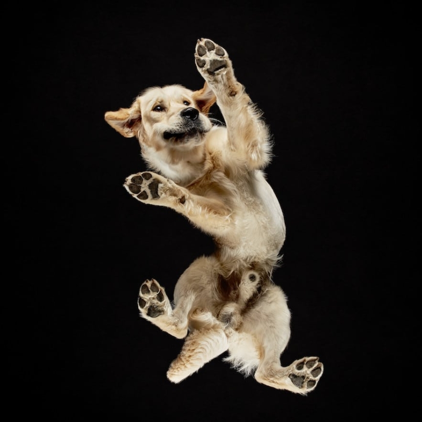 Underdog - a photo project by Andrius Burba showed dogs from an unusual side