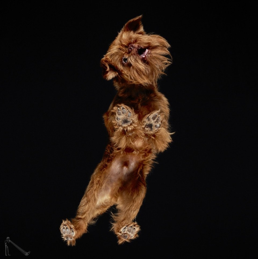 Underdog - a photo project by Andrius Burba showed dogs from an unusual side