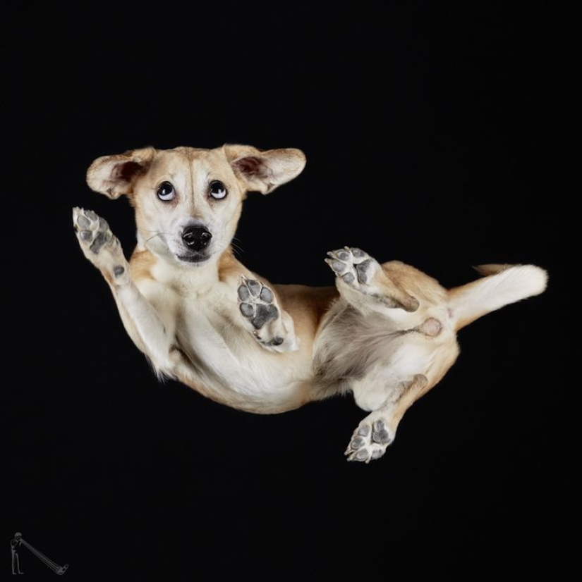 Underdog - a photo project by Andrius Burba showed dogs from an unusual side