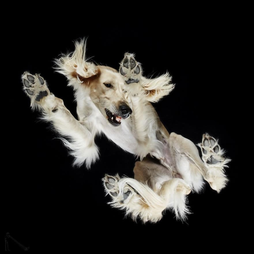 Underdog - a photo project by Andrius Burba showed dogs from an unusual side