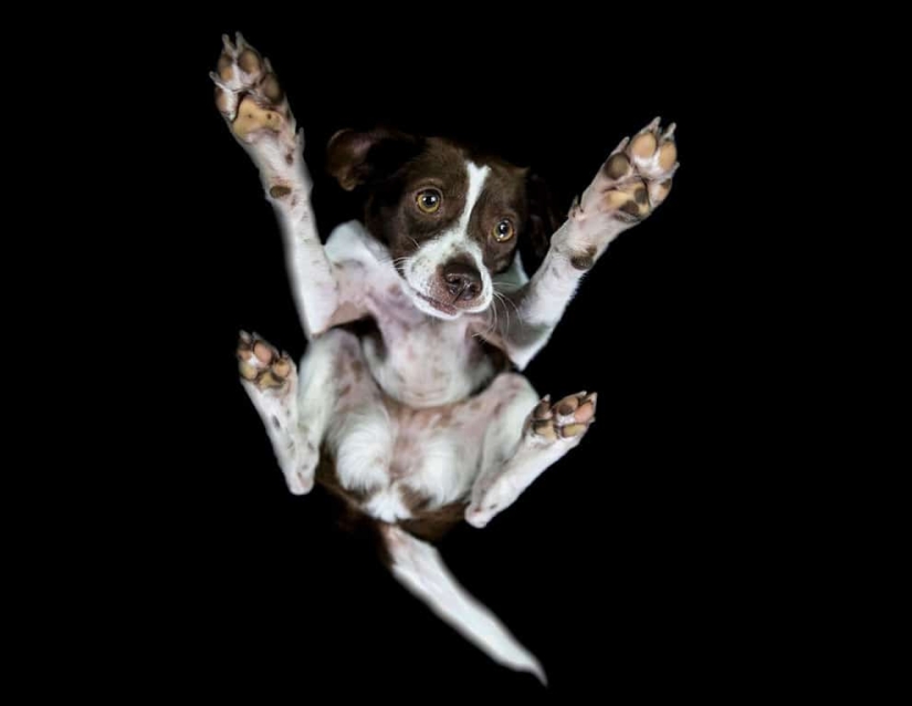 Underdog - a photo project by Andrius Burba showed dogs from an unusual side