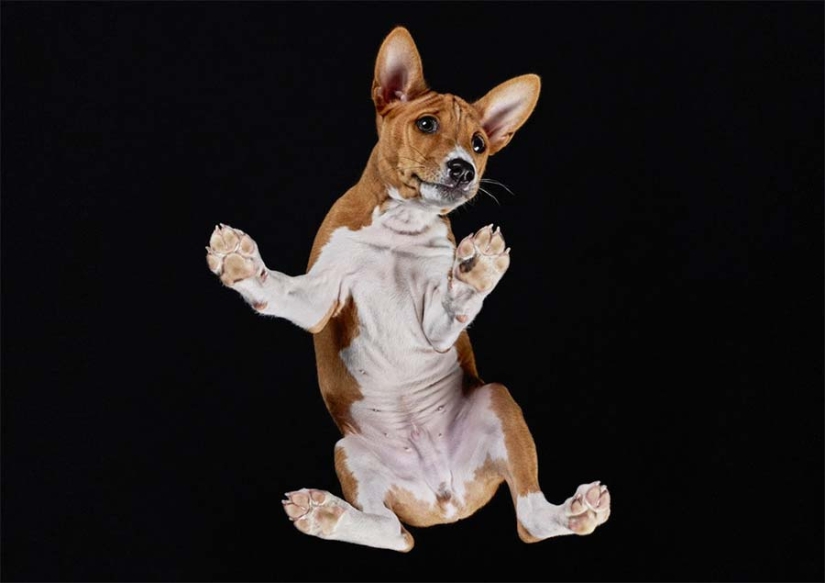 Underdog - a photo project by Andrius Burba showed dogs from an unusual side