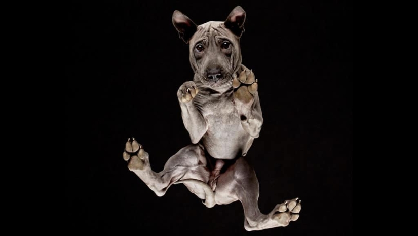 Underdog - a photo project by Andrius Burba showed dogs from an unusual side