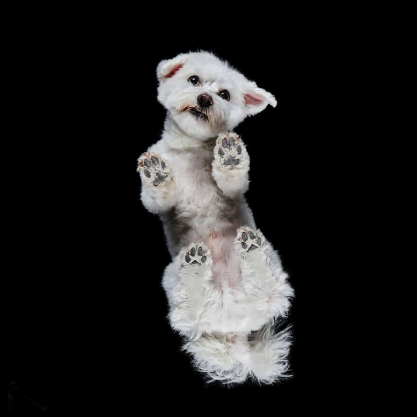 Underdog - a photo project by Andrius Burba showed dogs from an unusual side