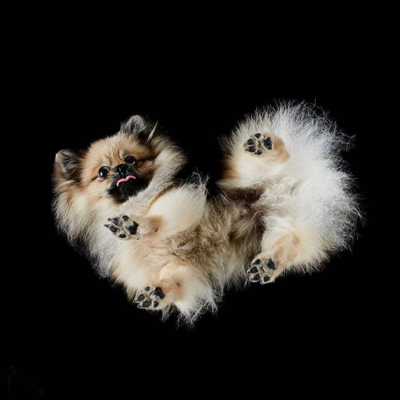 Underdog - a photo project by Andrius Burba showed dogs from an unusual side